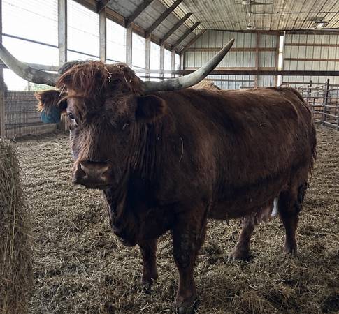 Red Highlander cow 1