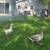 Runner ducks and cotton patch geese 1 thumbnail
