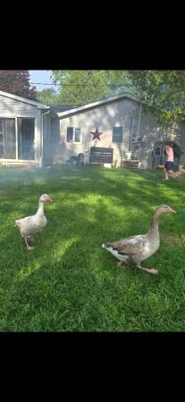 Runner ducks and cotton patch geese 1