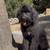 Rehoming Bernedoodles 19 thumbnail