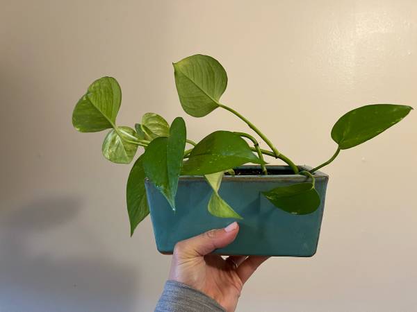Philodendren Houseplant 1