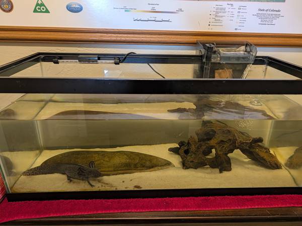 Axolotl 1