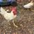 Roosters 7 thumbnail