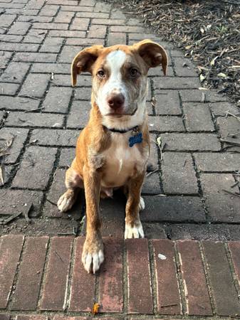 Pit mix 1