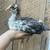 Pullet 1 thumbnail