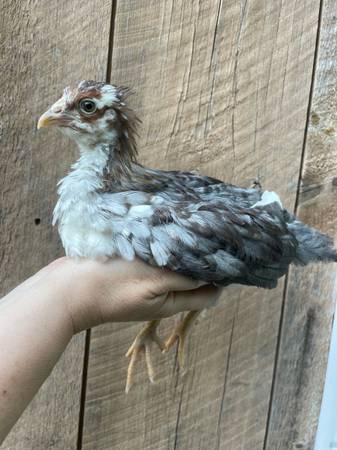 Pullet 1