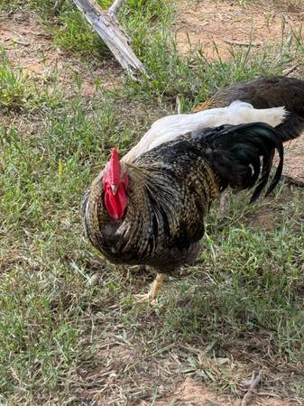 Rooster 1