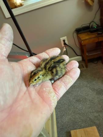 Jumbo Coturnix quail chicks 1