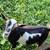 Nigerian Dwarf Goat Does -$200 4 thumbnail