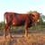 Longhorn BULL - Solid Red 2 thumbnail
