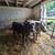 Calves 12 thumbnail
