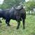 Pure black angus 9 thumbnail