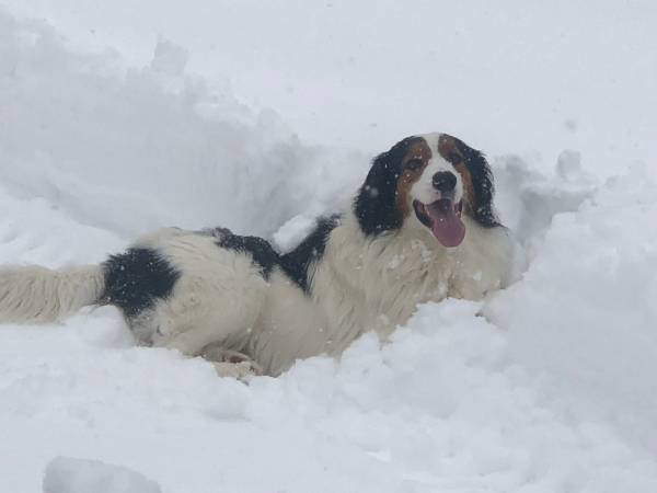 Lost dog 1