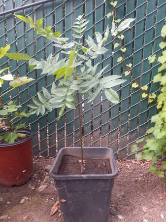 Walnut tree 1