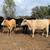 Heifers 9 thumbnail
