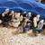 Chicks 3 thumbnail