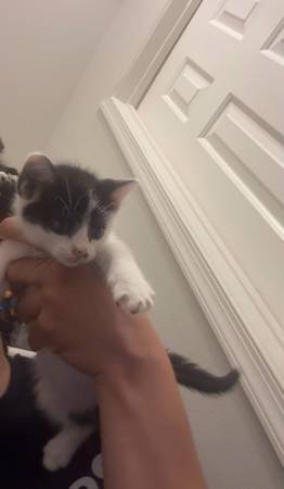 kitten 1