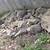 landscape rocks 22 thumbnail