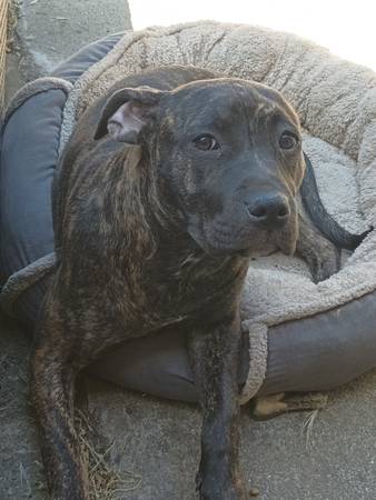 Pitt bull child (Manteca)63291831898755120
