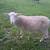 Sheep lamb ram 1 thumbnail