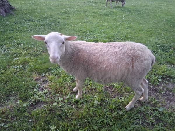 Sheep lamb ram 1