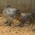 Chickens and Pullets 19 thumbnail