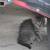 Adorable kittens!! 4 thumbnail