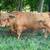 AHCA Highland Bull Calf 4 thumbnail