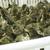 Guinea keets 1 thumbnail