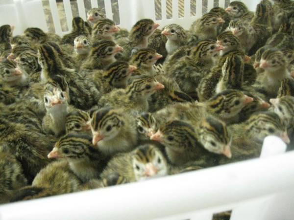 Guinea keets 1