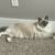 Ragdoll Cat 2 thumbnail