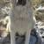 Pyrenees mix 3 thumbnail