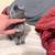 Kittens 5 thumbnail
