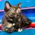 Tortoiseshell female 6 thumbnail