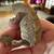 Female Crested Gecko 2 thumbnail