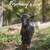 Purebred Nigerian Dwarf Goats (Doelings) 9 thumbnail
