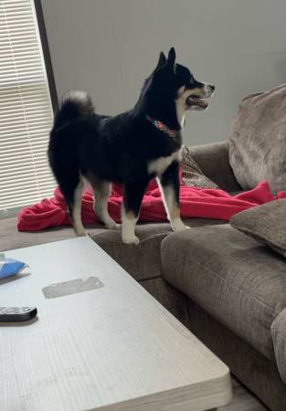 rehoming husky mixed w/pom for a adoption fee (Bonner springs)63903109229442121