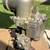 M38   M38A1 military Jeep carburetor 10 thumbnail