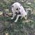 dog 5 thumbnail