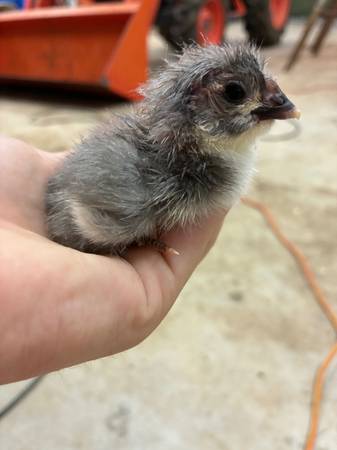 CHICKS 1