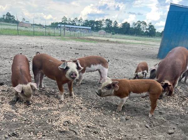 Hereford Piglets 1