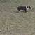 Border collie 4 thumbnail