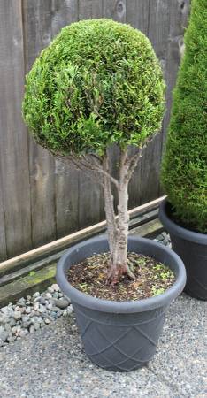 Topiary Cedar Tree - Bonsai Style 1