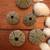 Coco Clam Seashells and Sea Urchin Shells (All 35 for $8) 3 thumbnail