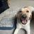 Yellow Lab 4 thumbnail