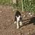 Puppies looking for forever home. 2 thumbnail