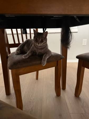 2 years old cat 1