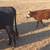 Steer calf 1 thumbnail