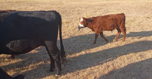 Steer calf 1
