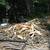 FIREWOOD 3 thumbnail